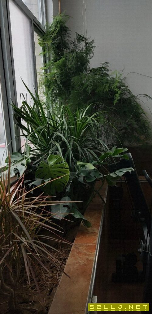 求购YK5132数控插齿机